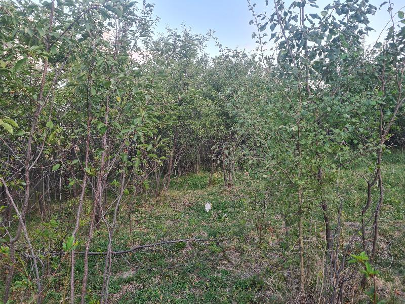 HANÇERLİDE  UYGUN FİYATA 2.200M2 SATILIK   BAHÇE 