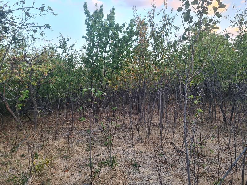 HANÇERLİDE  UYGUN FİYATA 2.200M2 SATILIK   BAHÇE 