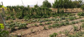 GÜVENAY - ÇORUM MERKEZ KILIÇÖREN KÖYÜNDE 4.800 M2 SATILIK TARLA