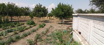 GÜVENAY - ÇORUM MERKEZ KILIÇÖREN KÖYÜNDE 4.800 M2 SATILIK TARLA