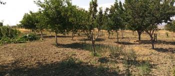 GÜVENAY - ÇORUM MERKEZ KILIÇÖREN KÖYÜNDE 4.800 M2 SATILIK TARLA