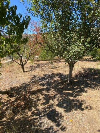 GÜVENAY - ÇORUM BAHÇELİEVLER MAH. HACIKERİM MEVKİİ SATILIK BAĞ 