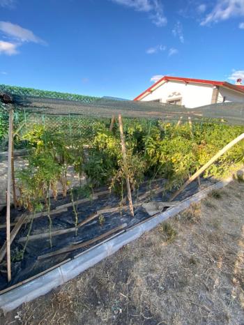 GÜVENAY - ÇORUM KALE MAH. EKİN CADDESİ  SONUNDA SATILIK HOBİ BAHÇESİ