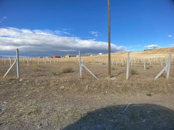 GÜVENAY - ÇORUM MERKEZ KARACA KÖY MEVKİİ SATILIK HOBİ BAHÇE