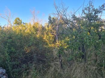 GÜLLÜCEDE 750 M2  SATILIK  BAHÇE 