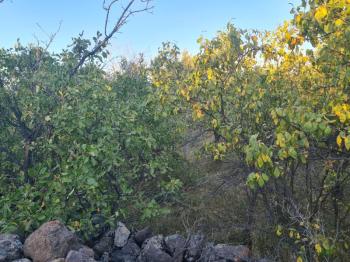 GÜLLÜCEDE 750 M2  SATILIK  BAHÇE 