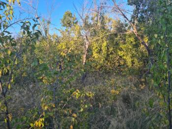 GÜLLÜCEDE 750 M2  SATILIK  BAHÇE 