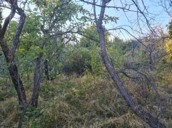 GÜLLÜCEDE 750 M2  SATILIK  BAHÇE 