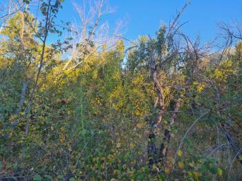 GÜLLÜCEDE 750 M2  SATILIK  BAHÇE 