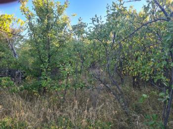 GÜLLÜCEDE 750 M2  SATILIK  BAHÇE 