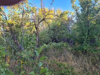 GÜLLÜCEDE 750 M2  SATILIK  BAHÇE 