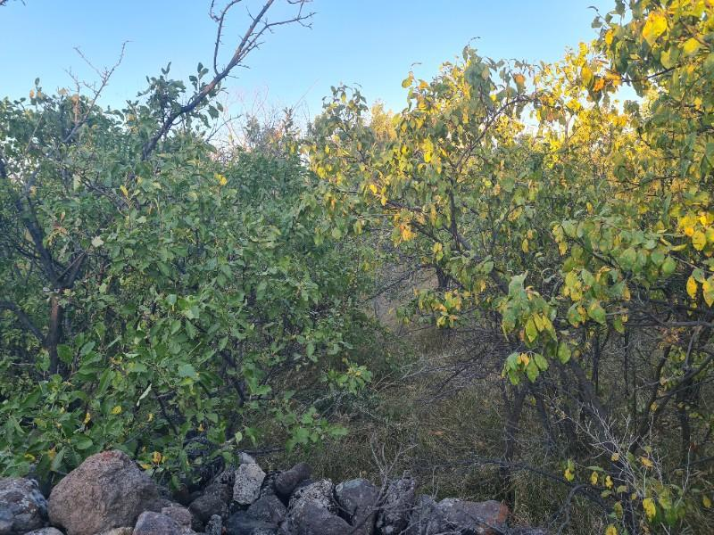 GÜLLÜCEDE 750 M2  SATILIK  BAHÇE 