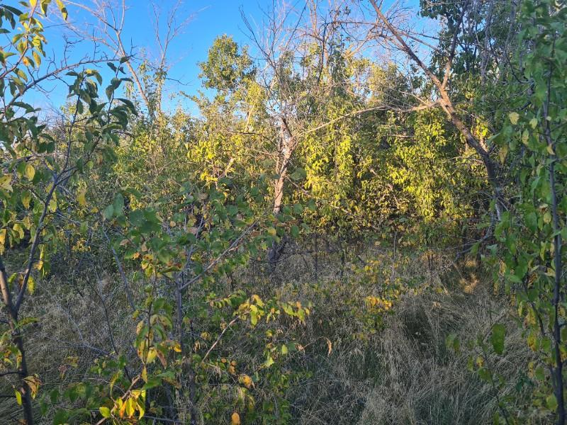 GÜLLÜCEDE 750 M2  SATILIK  BAHÇE 