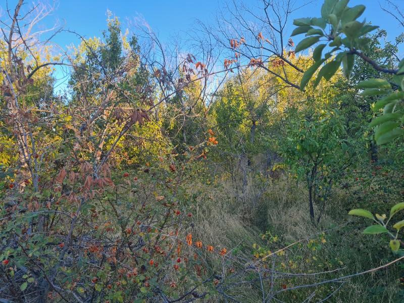 GÜLLÜCEDE 750 M2  SATILIK  BAHÇE 