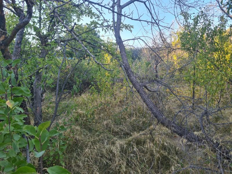 GÜLLÜCEDE 750 M2  SATILIK  BAHÇE 