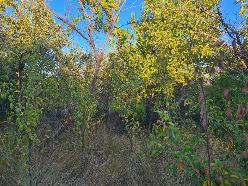 GÜLLÜCEDE 750 M2  SATILIK  BAHÇE 