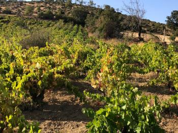 TEKİRDAĞ ŞARKÖY DENİZ VE ADA MANZARALI 5.307M2 İMARLI SATILIK