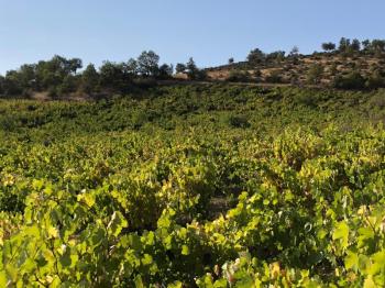 TEKİRDAĞ ŞARKÖY DENİZ VE ADA MANZARALI 5.307M2 İMARLI SATILIK