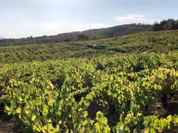 TEKİRDAĞ ŞARKÖY DENİZ VE ADA MANZARALI 5.307M2 İMARLI SATILIK