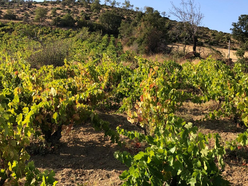 TEKİRDAĞ ŞARKÖY DENİZ VE ADA MANZARALI 5.307M2 İMARLI SATILIK