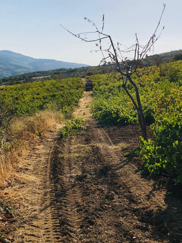TEKİRDAĞ ŞARKÖY DENİZ VE ADA MANZARALI 5.307M2 İMARLI SATILIK