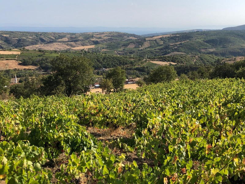 TEKİRDAĞ ŞARKÖY DENİZ VE ADA MANZARALI 5.307M2 İMARLI SATILIK