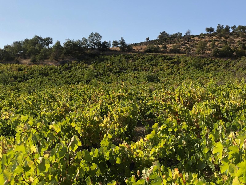 TEKİRDAĞ ŞARKÖY DENİZ VE ADA MANZARALI 5.307M2 İMARLI SATILIK