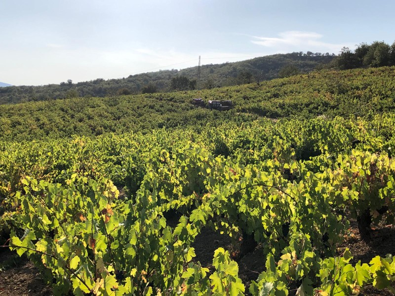 TEKİRDAĞ ŞARKÖY DENİZ VE ADA MANZARALI 5.307M2 İMARLI SATILIK