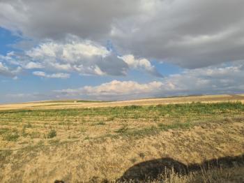 ÇAVDARLIDA 21.5 DÖNÜM VERİMLİ SULAK    SATILIK  TARLA 