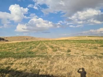 ÇAVDARLIDA 21.5 DÖNÜM VERİMLİ SULAK    SATILIK  TARLA 