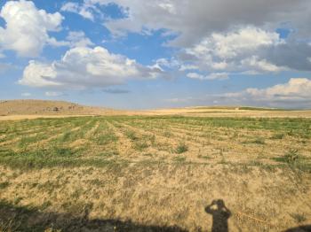 ÇAVDARLIDA 21.5 DÖNÜM VERİMLİ SULAK    SATILIK  TARLA 