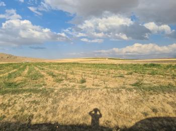 ÇAVDARLIDA 21.5 DÖNÜM VERİMLİ SULAK    SATILIK  TARLA 