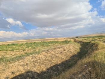 ÇAVDARLIDA 21.5 DÖNÜM VERİMLİ SULAK    SATILIK  TARLA 