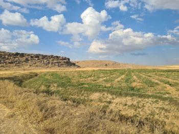 ÇAVDARLIDA 21.5 DÖNÜM VERİMLİ SULAK    SATILIK  TARLA 