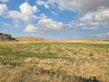 ÇAVDARLIDA 21.5 DÖNÜM VERİMLİ SULAK    SATILIK  TARLA 