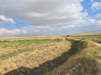 ÇAVDARLIDA 21.5 DÖNÜM VERİMLİ SULAK    SATILIK  TARLA 