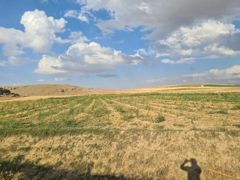 ÇAVDARLIDA 21.5 DÖNÜM VERİMLİ SULAK    SATILIK  TARLA 