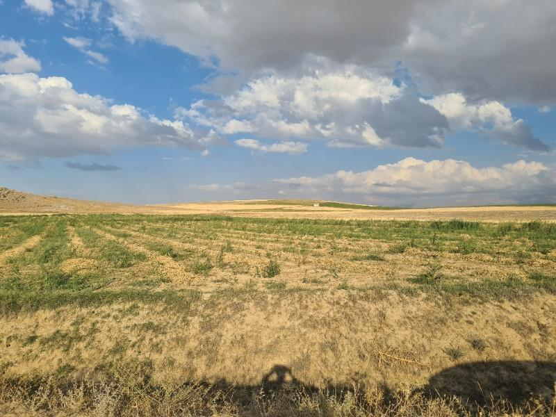 ÇAVDARLIDA 21.5 DÖNÜM VERİMLİ SULAK    SATILIK  TARLA 