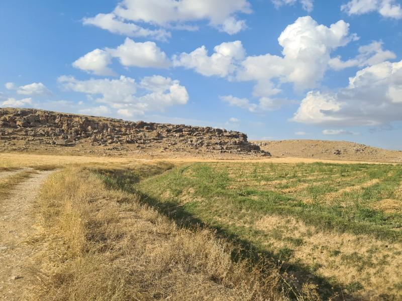 ÇAVDARLIDA 21.5 DÖNÜM VERİMLİ SULAK    SATILIK  TARLA 