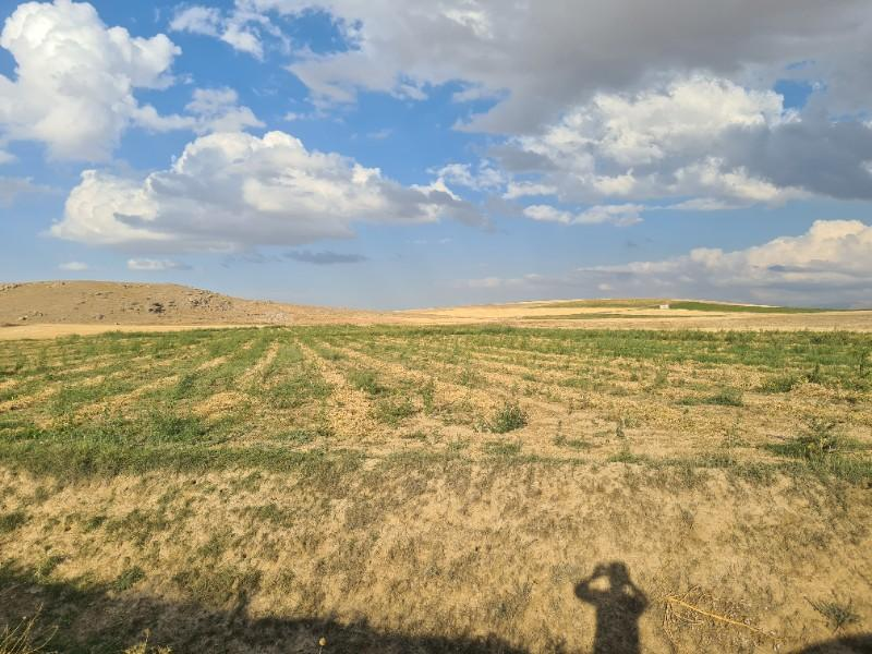 ÇAVDARLIDA 21.5 DÖNÜM VERİMLİ SULAK    SATILIK  TARLA 