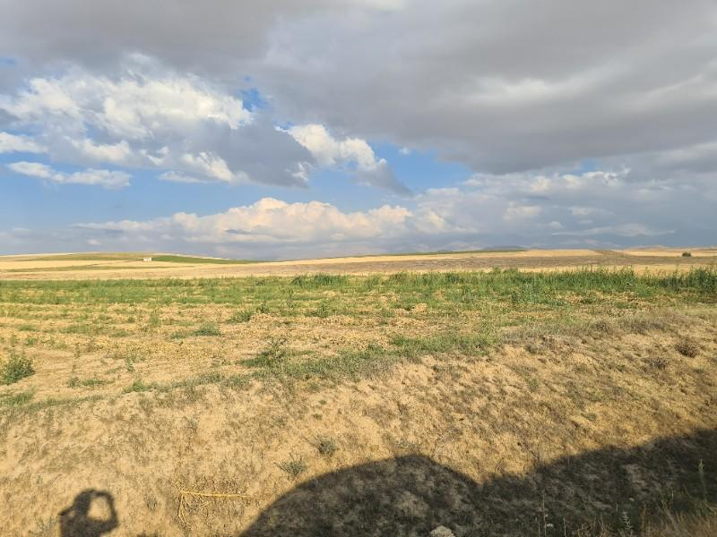 ÇAVDARLIDA 21.5 DÖNÜM VERİMLİ SULAK    SATILIK  TARLA 