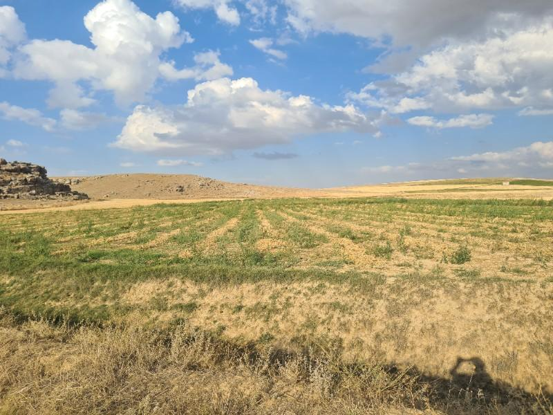 ÇAVDARLIDA 21.5 DÖNÜM VERİMLİ SULAK    SATILIK  TARLA 