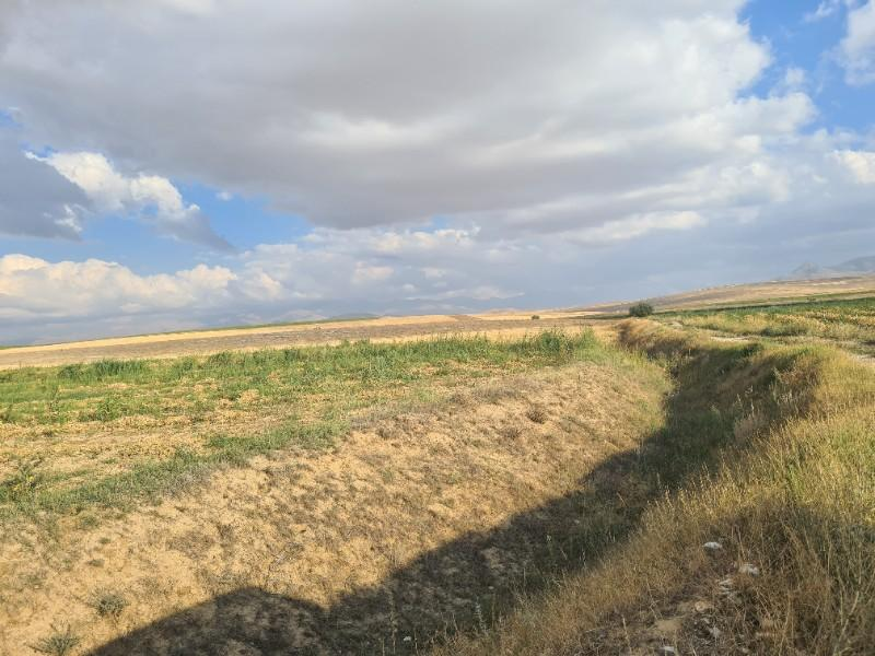 ÇAVDARLIDA 21.5 DÖNÜM VERİMLİ SULAK    SATILIK  TARLA 