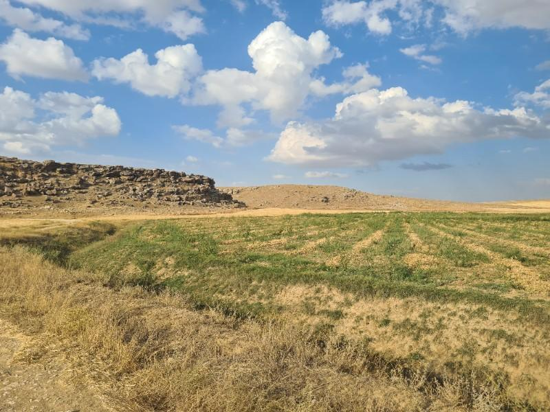 ÇAVDARLIDA 21.5 DÖNÜM VERİMLİ SULAK    SATILIK  TARLA 