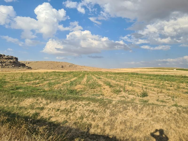 ÇAVDARLIDA 21.5 DÖNÜM VERİMLİ SULAK    SATILIK  TARLA 