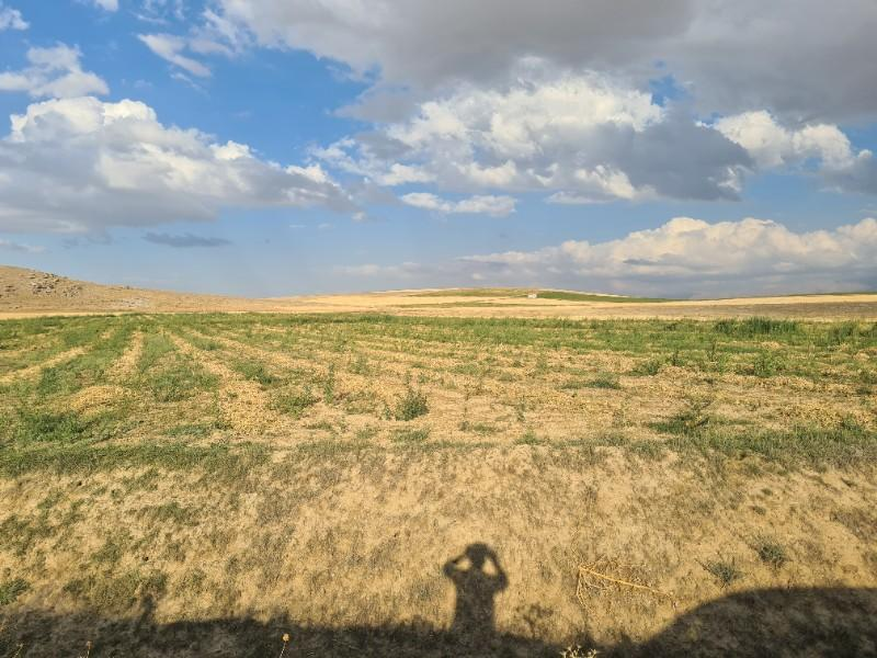 ÇAVDARLIDA 21.5 DÖNÜM VERİMLİ SULAK    SATILIK  TARLA 