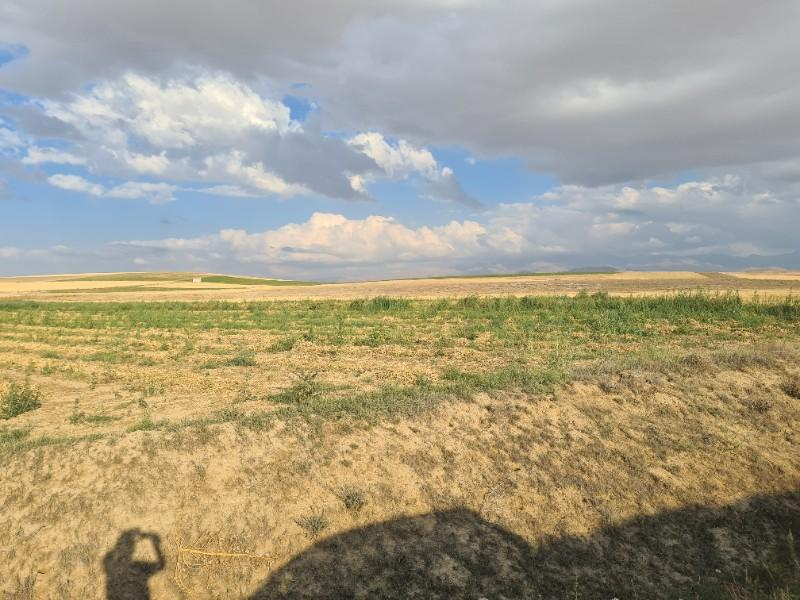 ÇAVDARLIDA 21.5 DÖNÜM VERİMLİ SULAK    SATILIK  TARLA 