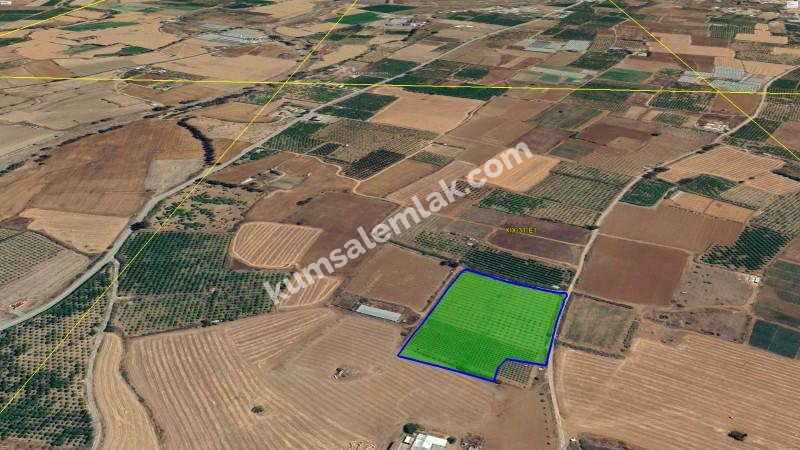 GÜZELYURT MERKEZDE TEK PARSEL SATILIK TARLA 