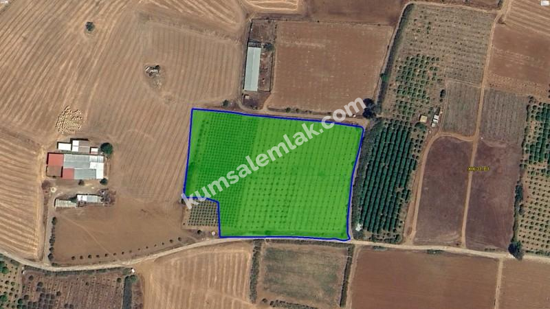 GÜZELYURT MERKEZDE TEK PARSEL SATILIK TARLA 