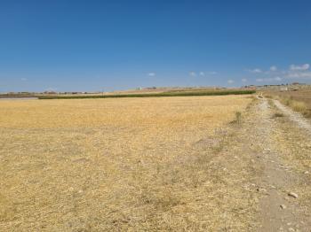 ÇAVDARLIDA   Çamardı yolu altında 7  dönüm satılık tarla